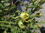 小番茄