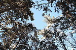 雪松