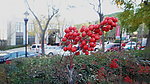 小红果