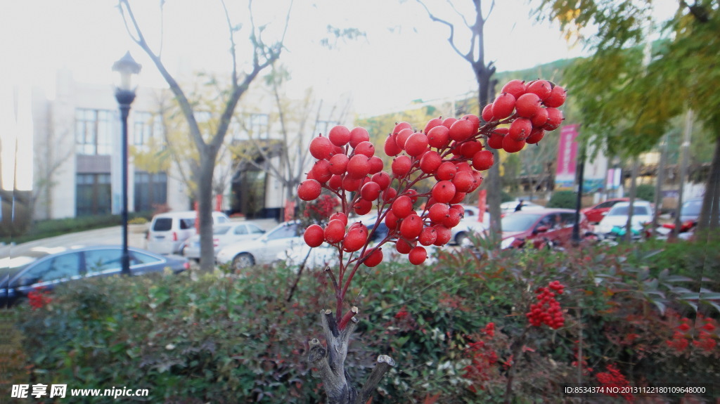小红果