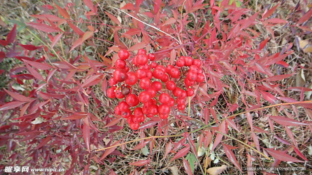 小红果