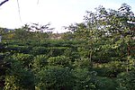山野丛林苗木基地