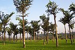 苗木基地