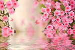 桃花倒影