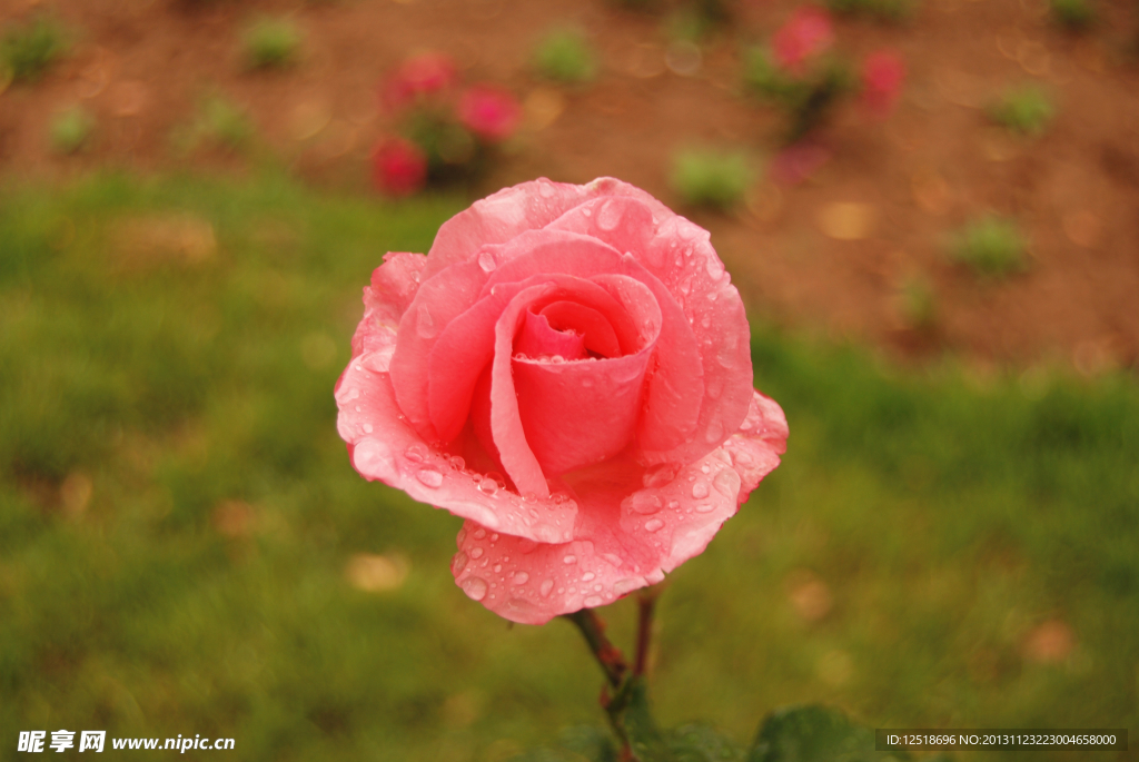 月季花