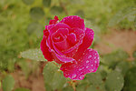 月季花