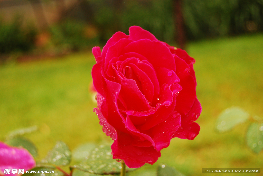 月季花