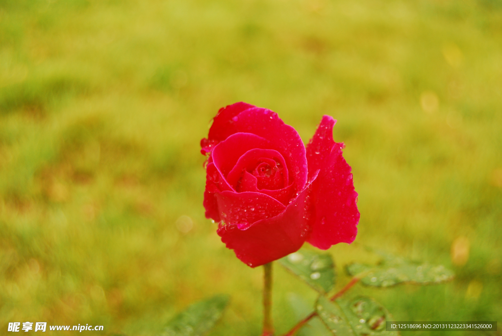 月季花