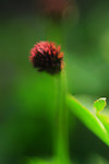 小草