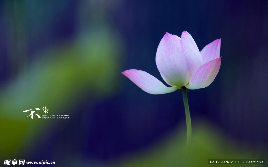 荷花