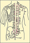 人体背部穴位图