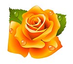 玫瑰花
