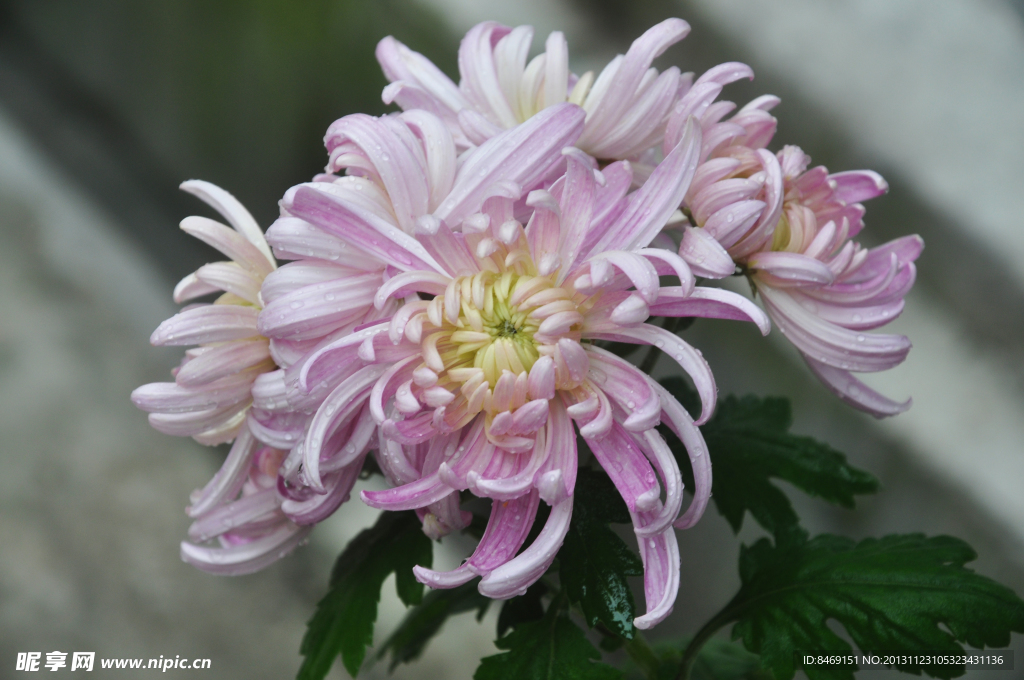 菊花