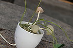 盆里的小蘑菇