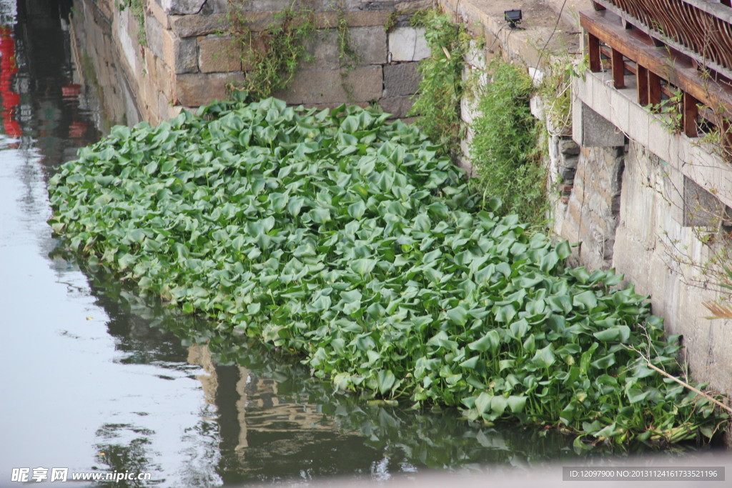 河边的水生植物