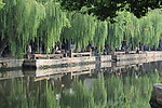 垂柳