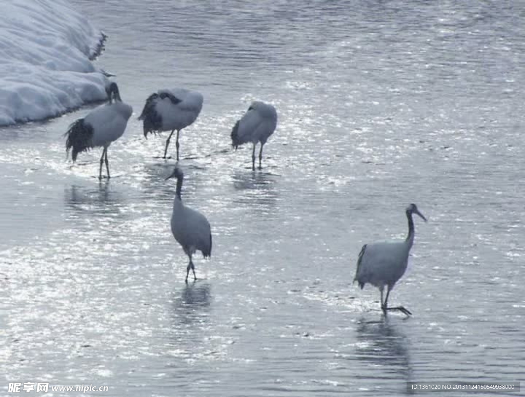 仙鹤水流视频素材