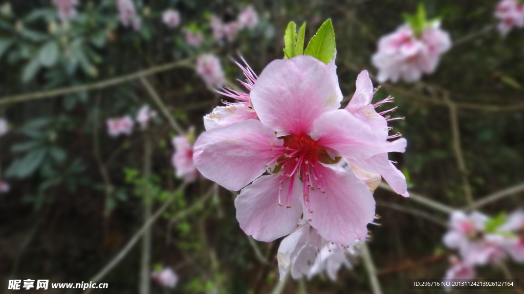 幸运桃花