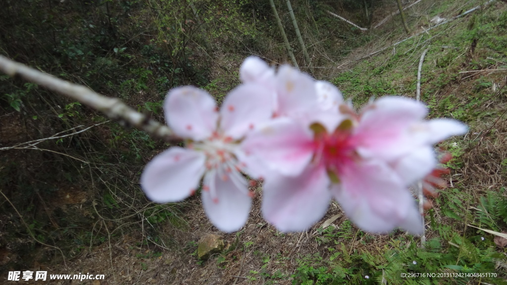 桃花