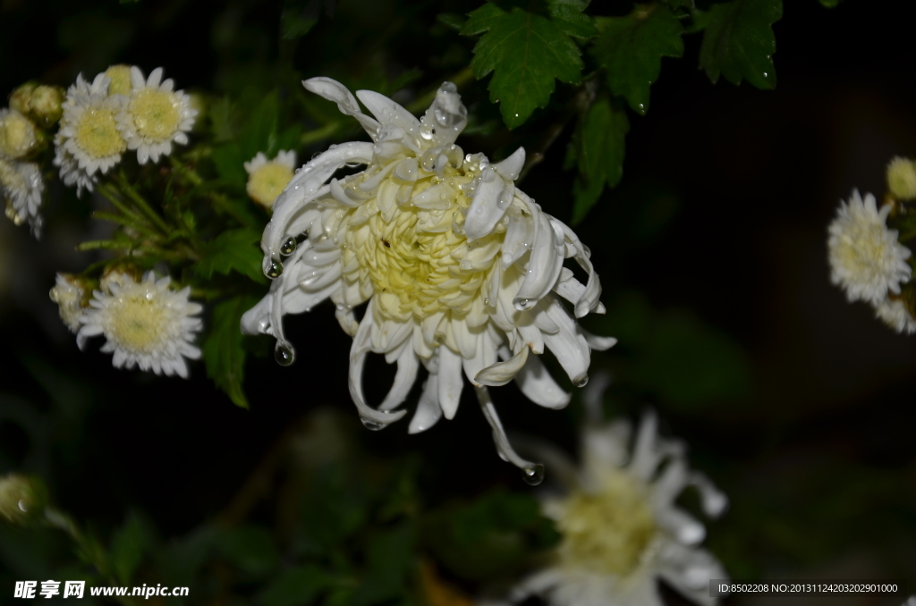 菊花