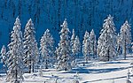 雪景