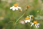 小花