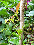 桂花