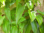 山药