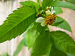 鬼针草