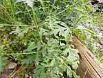 马鞭草