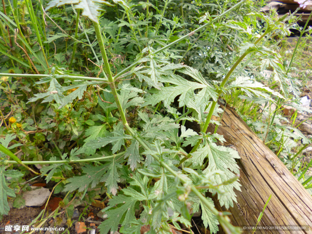 马鞭草