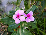 长春花