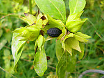紫茉莉果