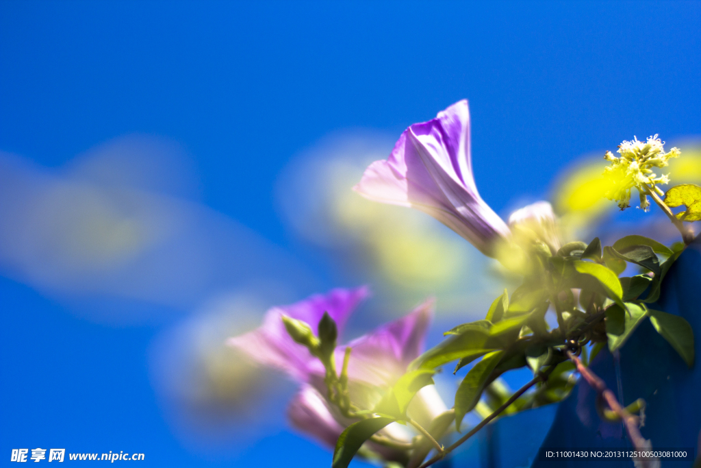 牵牛花