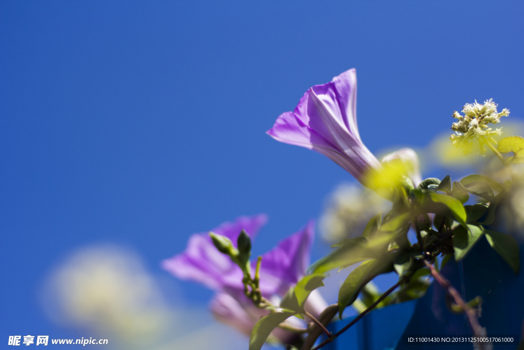 牵牛花