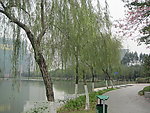 柳树