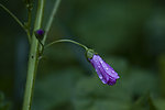 露珠 小花