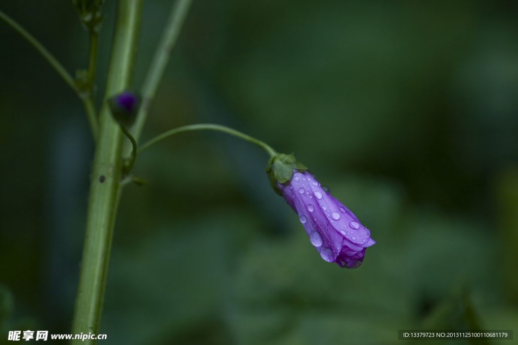 露珠 小花