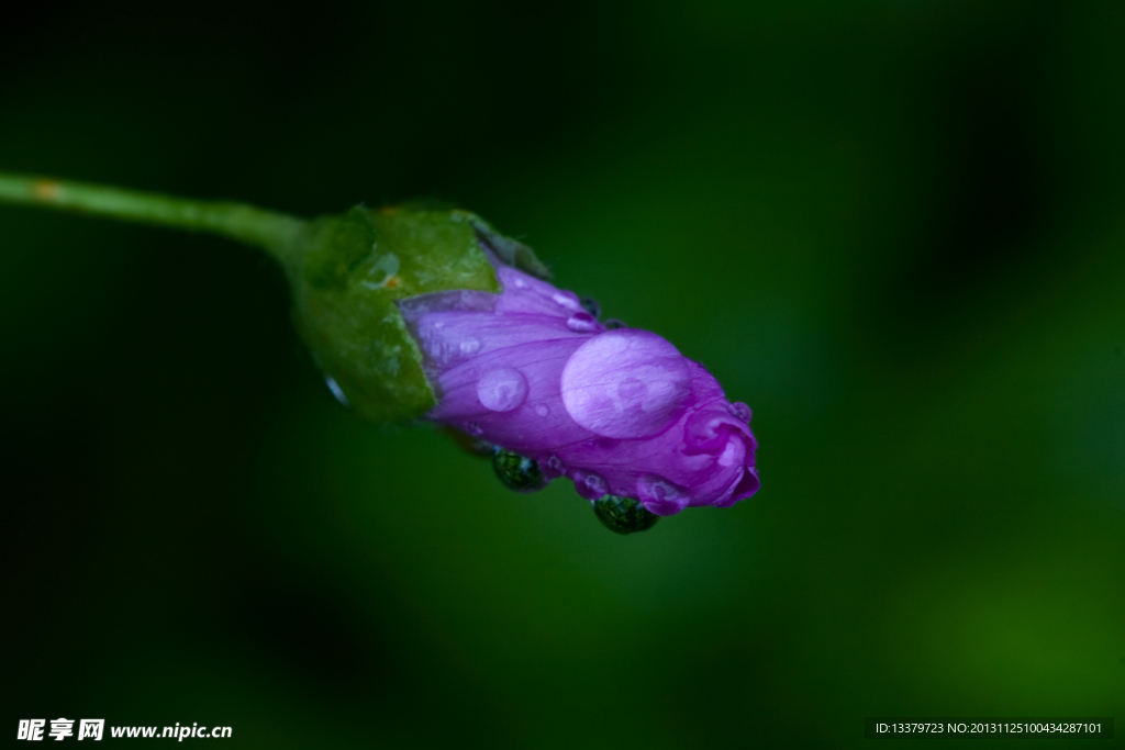 牵牛花