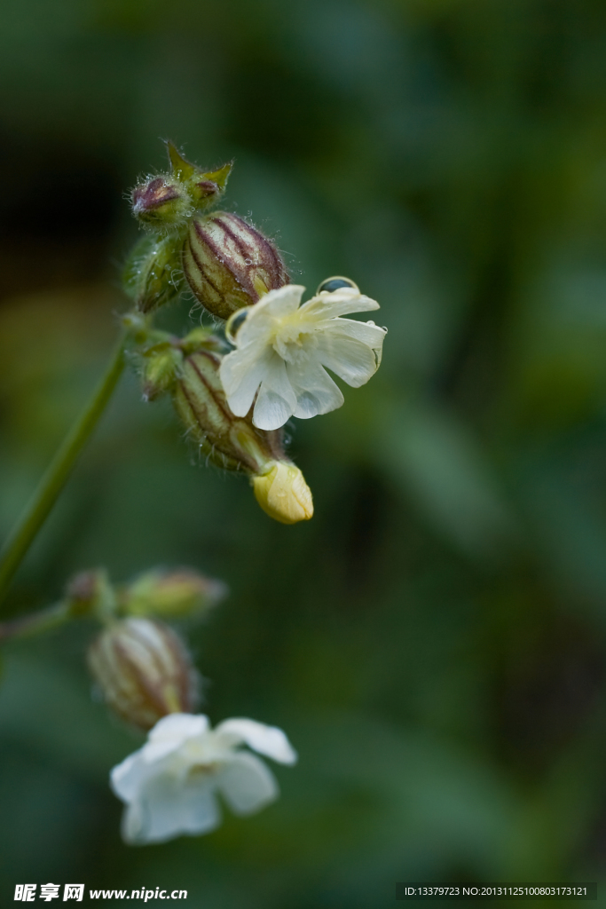 小花