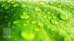 露珠雨水