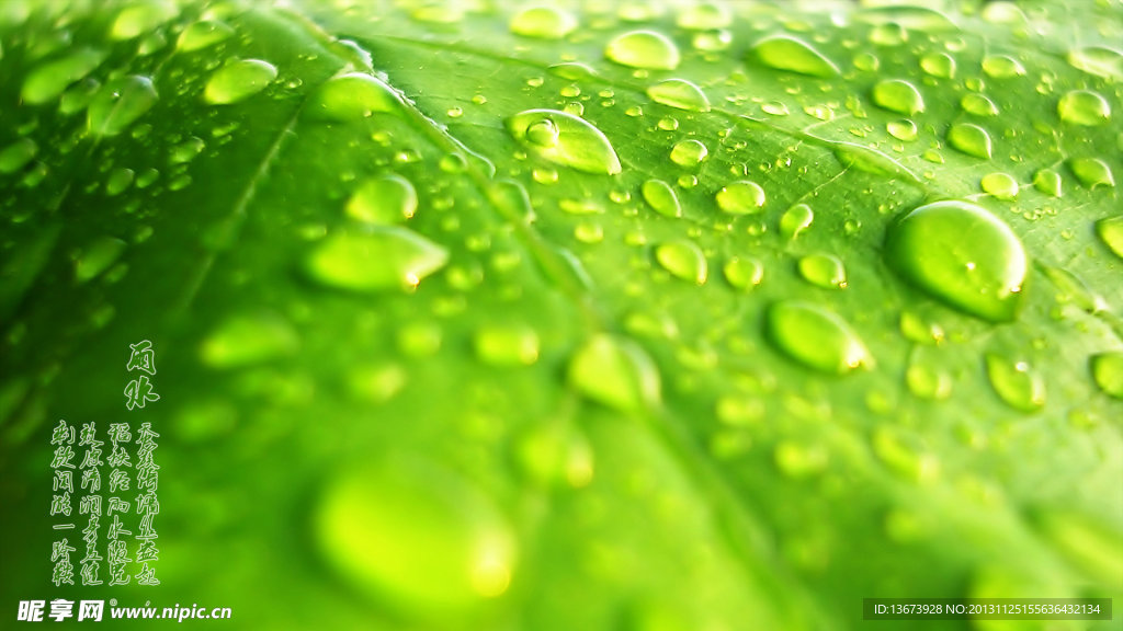 露珠雨水