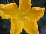 丝瓜花