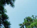 松树
