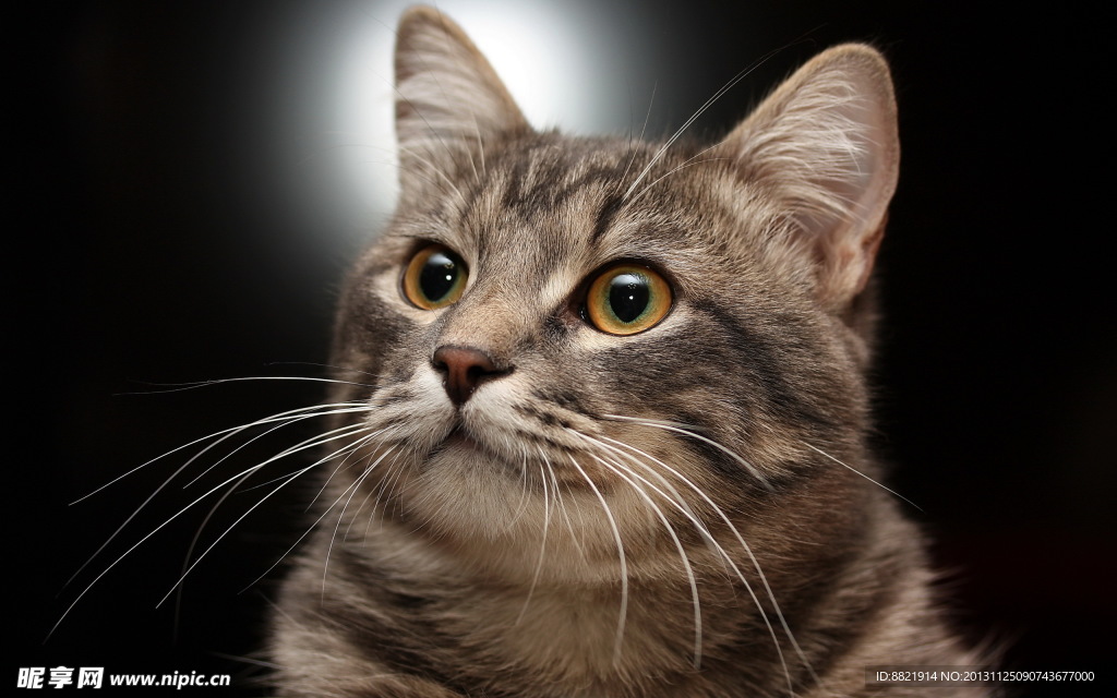 小猫