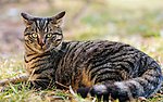 小猫