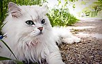 小猫