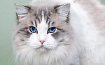 小猫