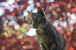 小猫