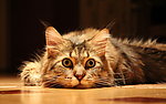 小猫